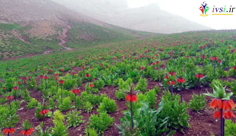 کوهرنگ، بهشت سفید ایران 